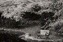 Autumn Trio II B&W