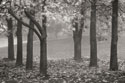 Colors in the Mist VII B&W