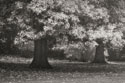 Red Oak Duo I B&W