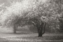 Autumn Japanese Maple B&W
