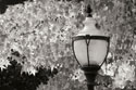 Fall Lighting II B&W