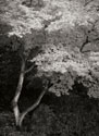 Maple Beauty I B&W
