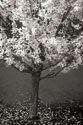 Maple Beauty II B&W