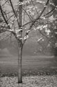 Maple Delicacy I B&W