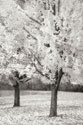 Splash of Color I B&W