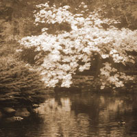 Autumn Reflections I Sq. Sepia