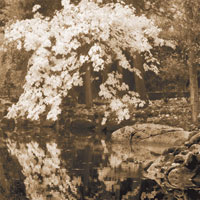 Autumn Reflections II Sq. Sepia