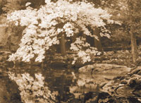 Autumn Reflections II Sepia