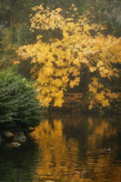 Autumn Reflections I