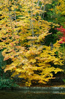 Tree Delicacy II