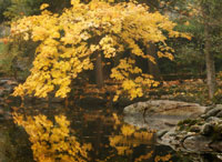 Autumn Reflections II