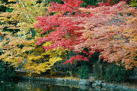 Autumn Trio I