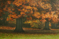 Red Oak Duo I