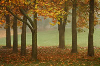 Colors in the Mist VII
