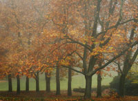 Colors in the Mist VIII