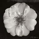 Classic Beauty Square