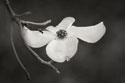Dogwood Delicacy I B&W