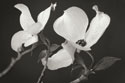 Dogwood Delicacy II B&W