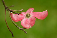 Dogwood Delicacy I
