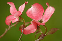 Dogwood Delicacy II
