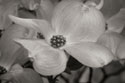 Dogwood Delicacy IV B&W