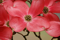 Dogwood Delicacy III