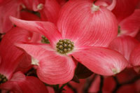 Dogwood Delicacy IV