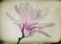 Floral Dreams I