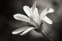 Magnolia Dreams II
