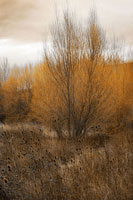 Spring Serenity I