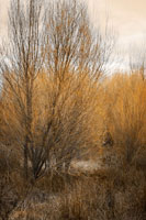 Spring Serenity II