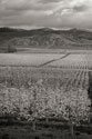 Pear Orchard I