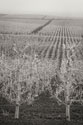Pear Orchard II