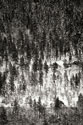 Winter Mosaic II