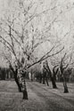 Winter's Palace VIII B&W
