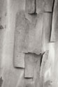 Madrone Mozaic II BW