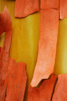 Madrone Mozaic I