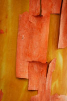 Madrone Mozaic II