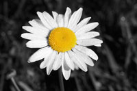 Morning Daisy I