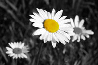 Morning Daisy II