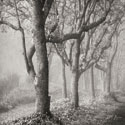 Tree in the Mist Sq