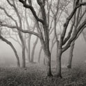 Misty Dance Sq