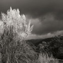 White Towers III BW
