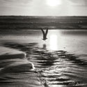 Sunset Bird Sq BW