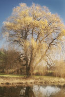 Willow Magic I