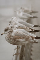 Seagull Paradise I