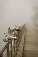 Seagull Paradise II