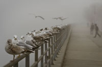 Seagull Paradise III