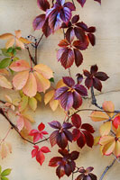 Vine Leaf Romance I