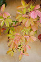 Vine Leaf Romance II